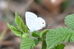 Sinthusa chandrana