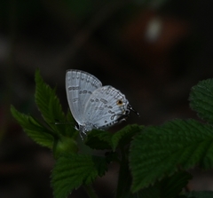 Sinthusa chandrana