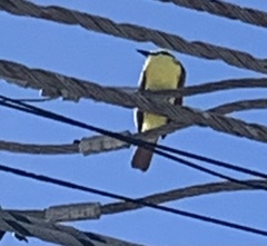 Megarynchus pitangua