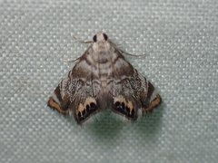 Eoparargyractis