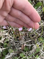 Claytonia rosea