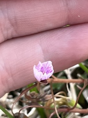 Claytonia rosea