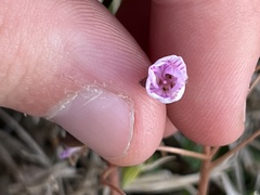 Claytonia rosea