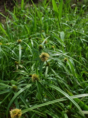 Cyperus hortensis