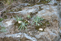 Dudleya densiflora