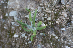 Dudleya densiflora