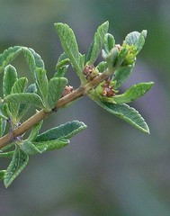 Lippia turbinata