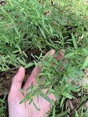 Chenopodium nutans linifolium