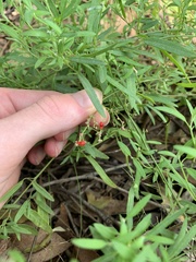 Chenopodium nutans linifolium