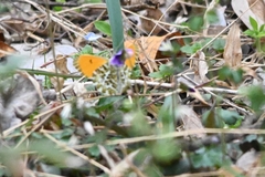 Anthocharis bambusarum