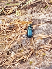 Platycerus caprea