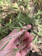 Chenopodium nutans linifolium