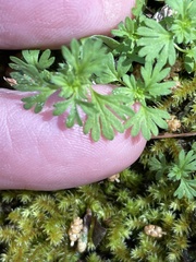 Alchemilla australis