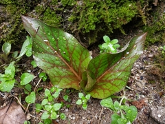 Cardiocrinum cordatum