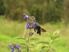 Bombus pauloensis