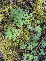 Alchemilla australis