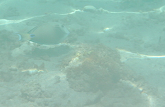 Acanthurus tennentii