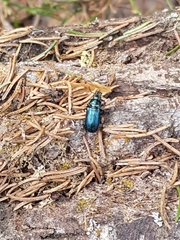 Platycerus caprea