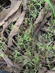 Chenopodium nutans linifolium