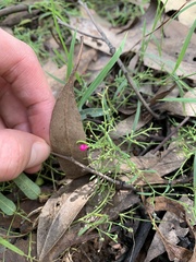 Chenopodium nutans linifolium