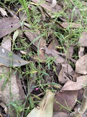 Chenopodium nutans linifolium