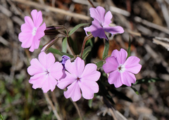 Phlox speciosa