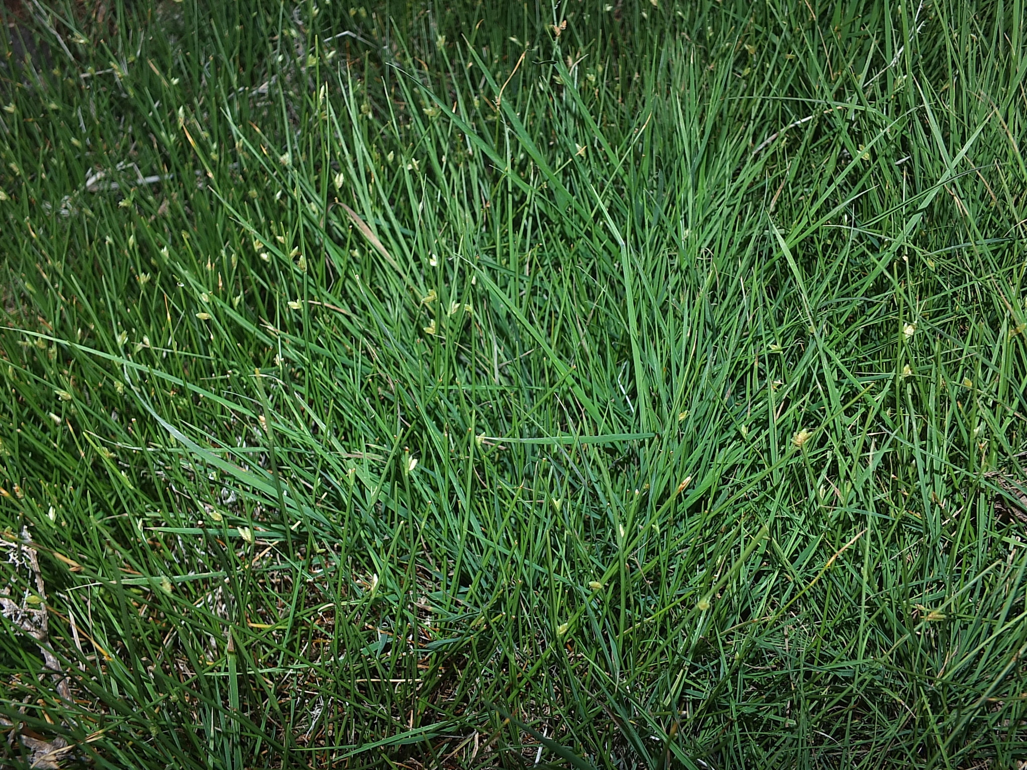 Cyperus laevigatus