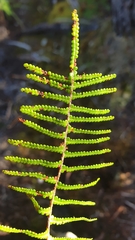 Gleichenia inclusisora