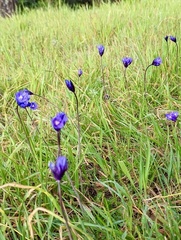 Dipterostemon capitatus capitatus