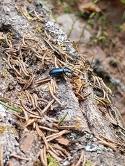 Platycerus caprea