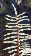 Gleichenia inclusisora