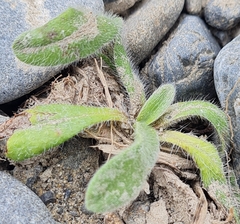 Pilosella aurantiaca