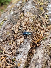 Platycerus caprea