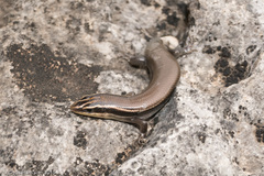 Plestiodon tetragrammus