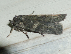 Lithophane antennata