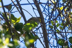Setophaga coronata