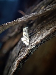 Heliocosma melanotypa