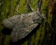 Lithophane antennata