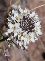 Dryopetalon runcinatum