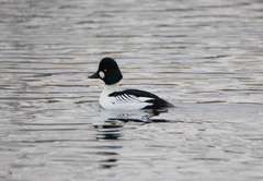 Bucephala clangula americana