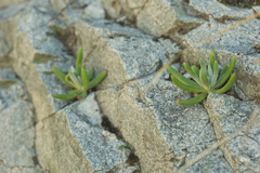 Dudleya densiflora