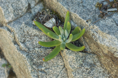 Dudleya densiflora