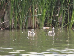 Marmaronetta angustirostris