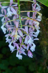 Epidendrum nicaraguense