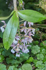Epidendrum nicaraguense