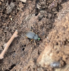 Chlaenius impunctifrons