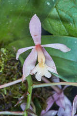 Epidendrum nicaraguense