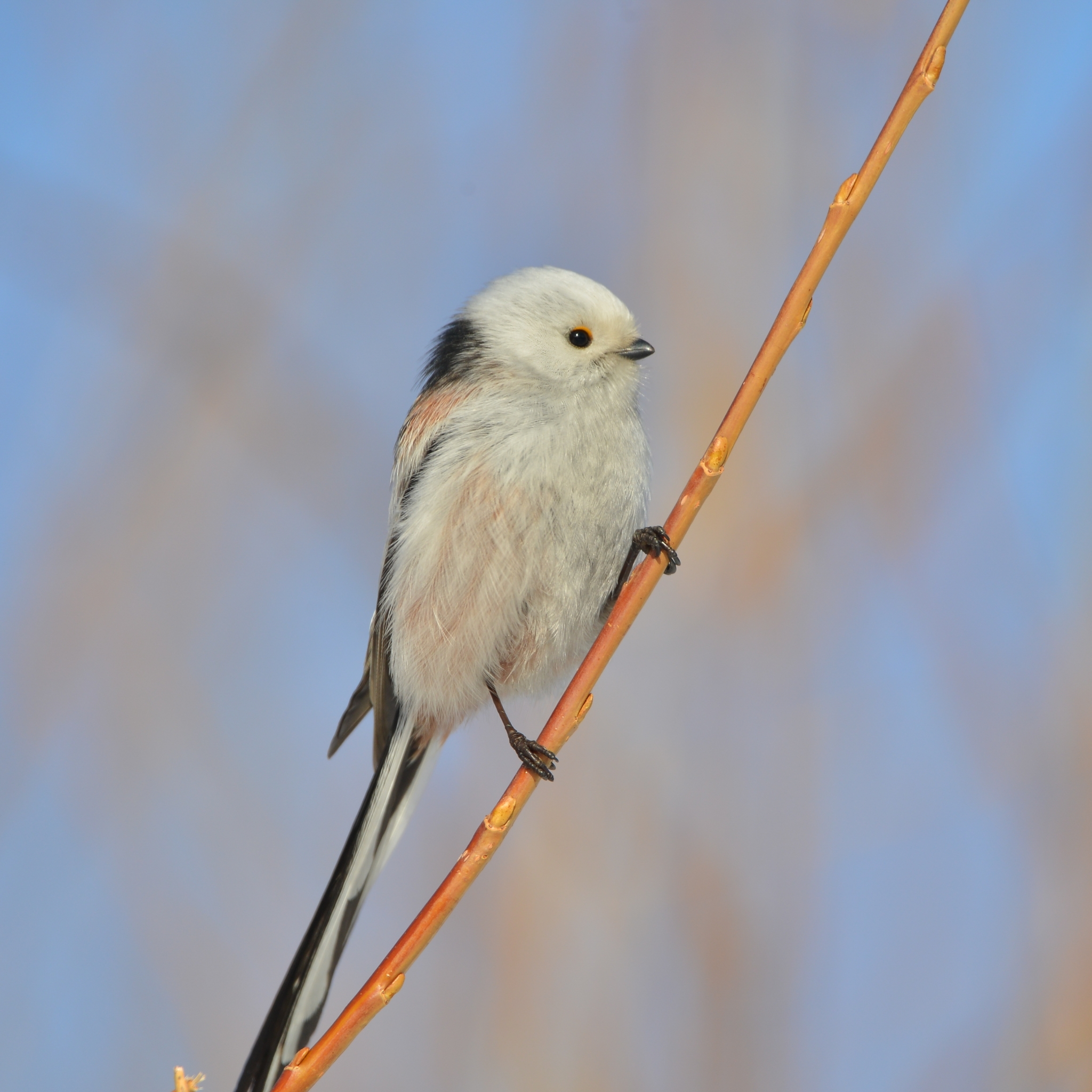 Long-tailed Tit (Aegithalos caudatus)