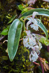 Epidendrum nicaraguense