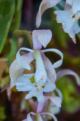 Epidendrum nicaraguense